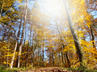 Waldweg im Herbst