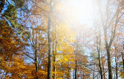 Wald im Herbst bei Gegenlicht