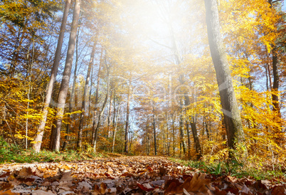 Waldweg im Herbst im Gegenlicht
