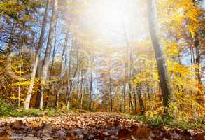 Waldweg im Herbst im Gegenlicht