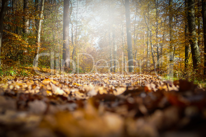 Herbstlicher Waldweg im Gegenlicht