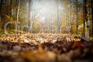 Herbstlicher Waldweg im Gegenlicht