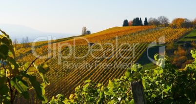 Weinberg im Herbst