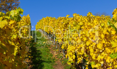 Weinberg im Herbst