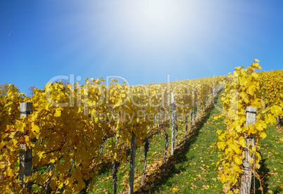 Weinberg im Herbst