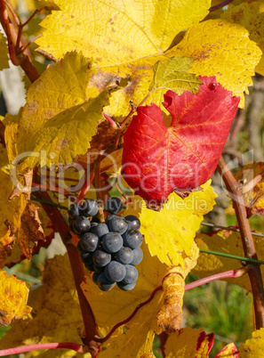 Weintrauben im Herbstlaub