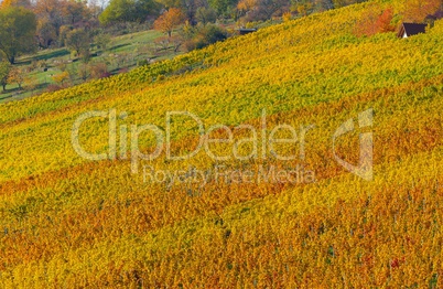 Weinberg mit herbstlicher Blattfärbung