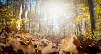 Waldweg im Herbst im Gegenlicht