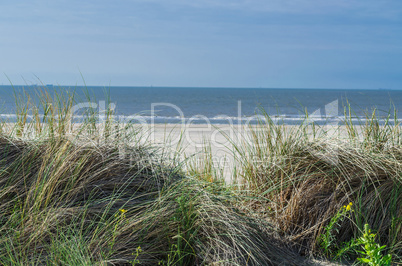 Seagrass, beach and sand dunes