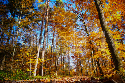 Waldweg und Bäume mit herbstlicher Färbung