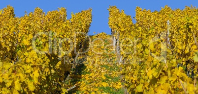 Weinberg im Herbst vor blauem Himmel