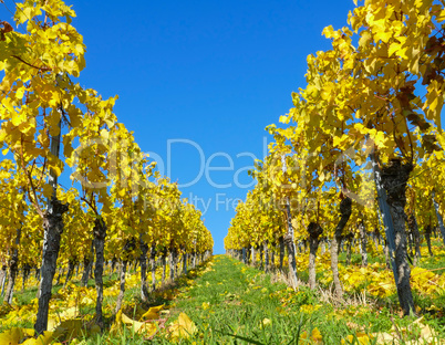 Weinberg im Herbst mit blauem Himmel