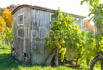 Hütte im herbstlichen Weinberg