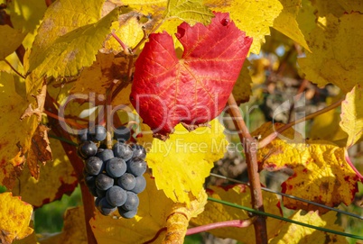 Herbstlicher Weinstock mit Weintrauben