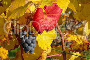 Herbstlicher Weinstock mit Weintrauben