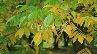 Beautiful autum leaves, green and yellow