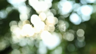 Sunny abstract green nature background