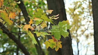 Beautiful autum leaves, green and yellow