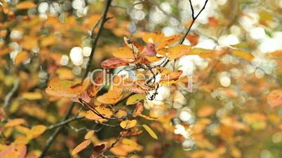 Beautiful autum yellow leaves