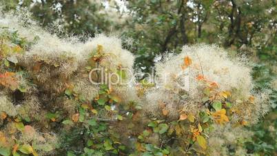 Smoke tree in botanical gardens