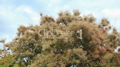 Smoke tree in botanical gardens