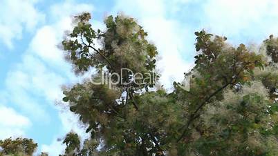 Smoke tree in botanical gardens