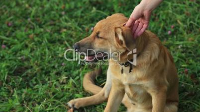Female hand patting dog head, dog runs