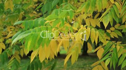 Beautiful autum leaves, green and yellow