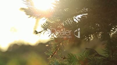 Sunlight and lens flare,tree leaves