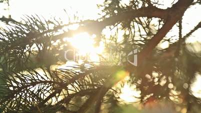 Sunlight and lens flare, fir tree
