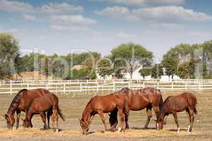 brown horses farm scene
