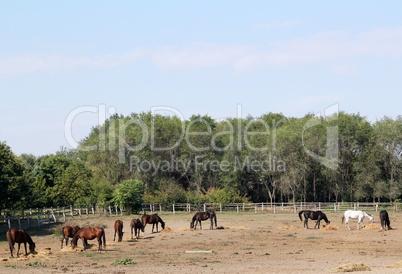 horses farm scene