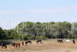 horses farm scene