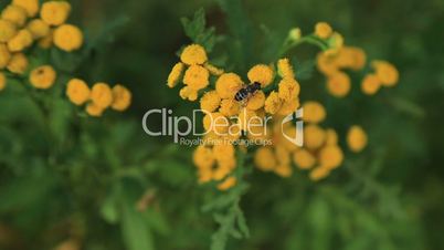 Tansy flowers with fly