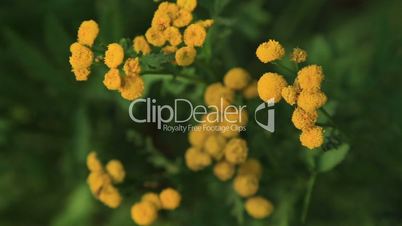 Tansy flowers, nature,