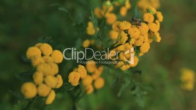 Tansy flowers with fly