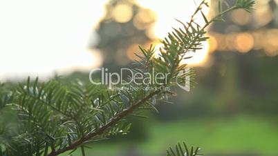 Sunlight and lens flare, fir tree