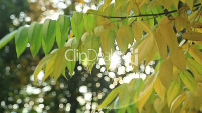 Beautiful autum leaves, green and yellow with sun