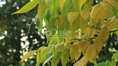 Beautiful autum leaves, green and yellow with sun