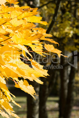 Herbstlaub