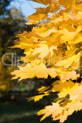 Herbstlaub