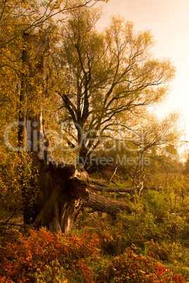 Herbstzeit