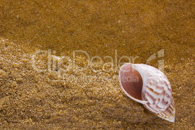 Sea shell on the sea sand