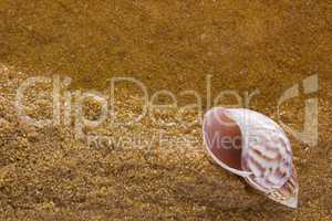 Sea shell on the sea sand