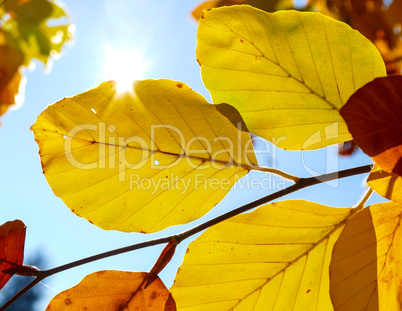 Bunte Herbstblätter in der Sonne