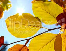 Bunte Herbstblätter in der Sonne