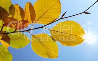 Bunte Herbstblätter im Sonnenlicht