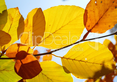 Bunte Herbstblätter vor blauem Himmel
