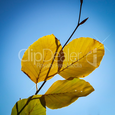 Bunte Herbstblätter in der Sonne bei blauem Himmel