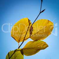 Bunte Herbstblätter in der Sonne bei blauem Himmel
